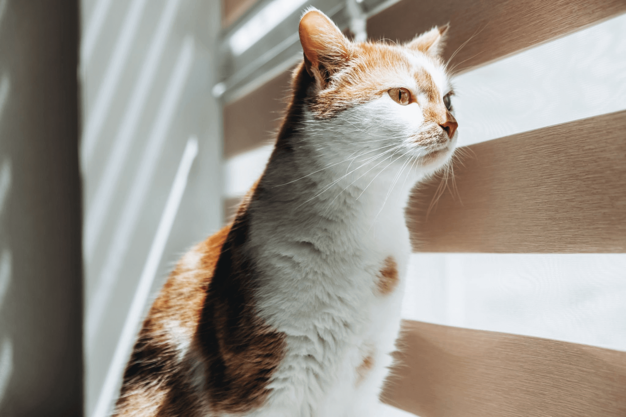 Cat proof window blinds hotsell