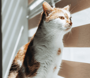 Cat online proof blinds