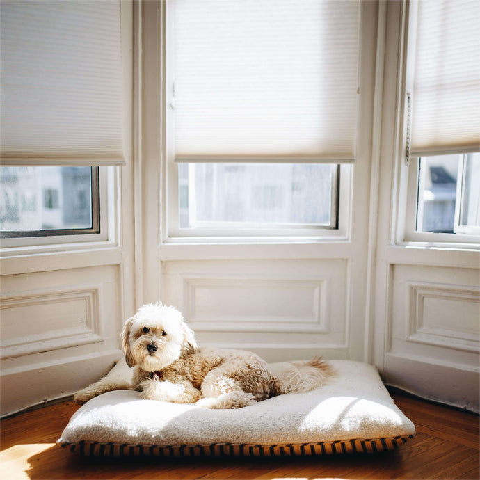 cellular shades for pet and kid